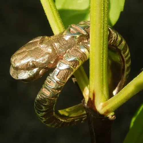 Valuable Message on Garden of Eden Snake Ring